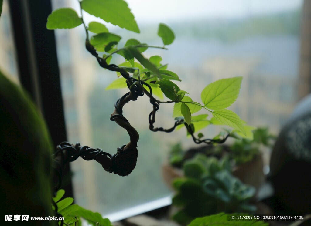 窗前虬枝綠植展生機(jī)