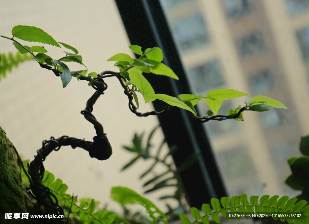 窗前彎曲綠植生機(jī)盎然