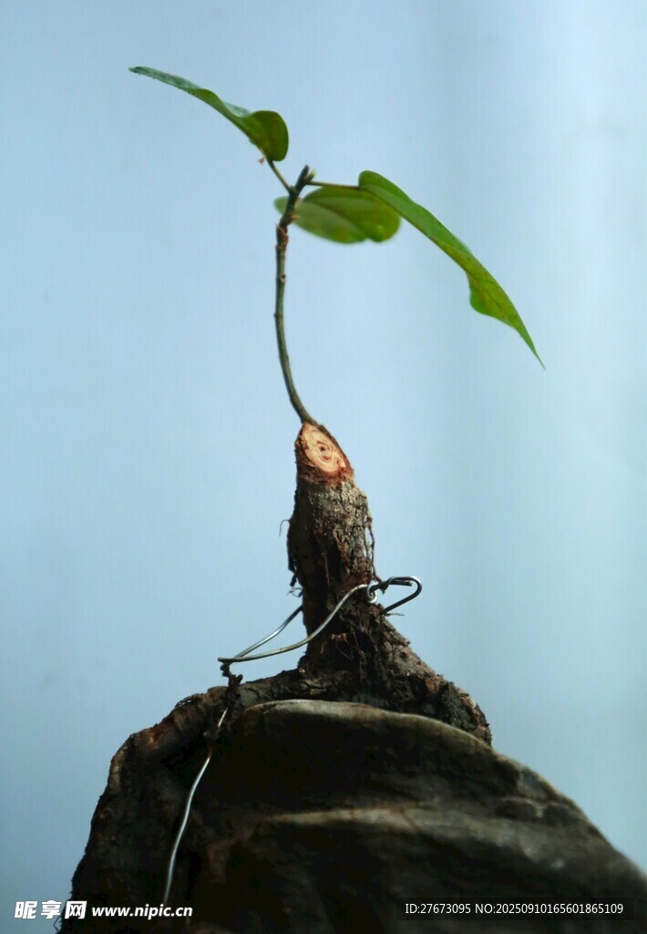 嫩芽破土生長