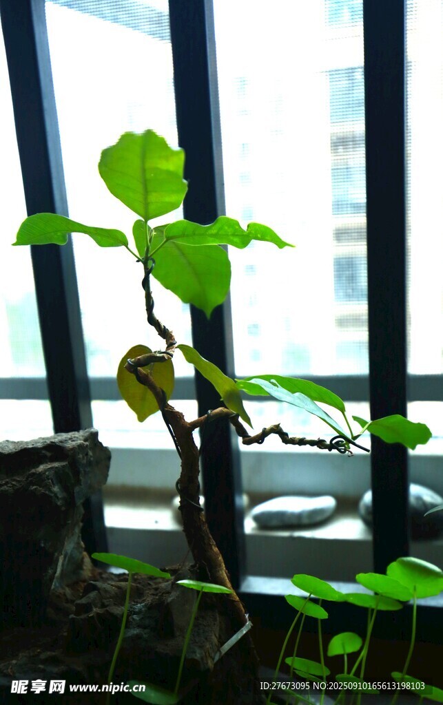 窗邊綠植 生機(jī)盎然