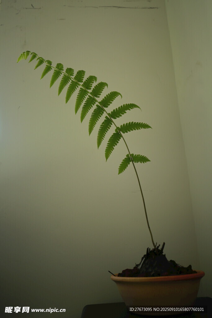 盆栽蕨類(lèi)植物的優(yōu)雅姿態(tài)