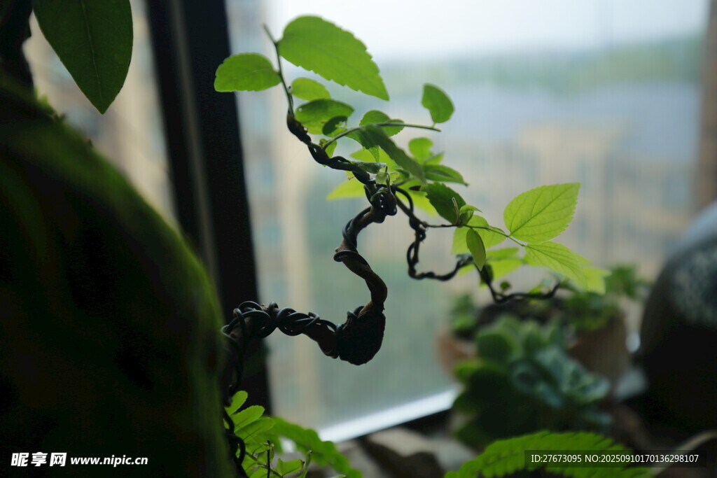 窗邊精致小盆景