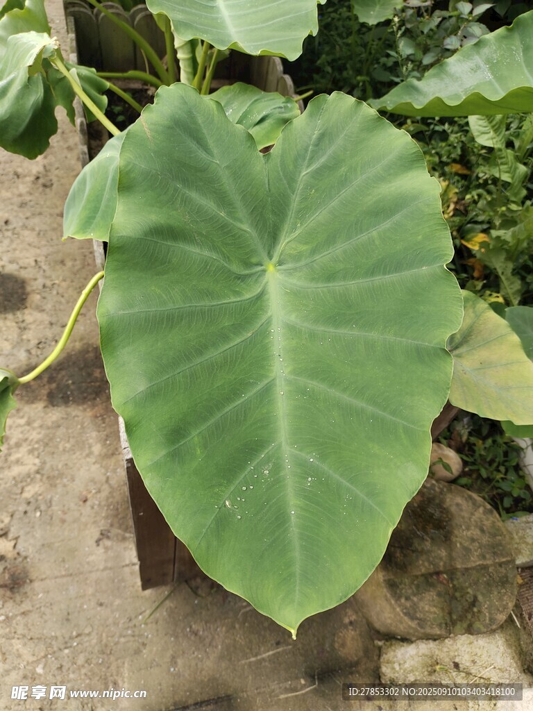 心形大葉片植物特寫