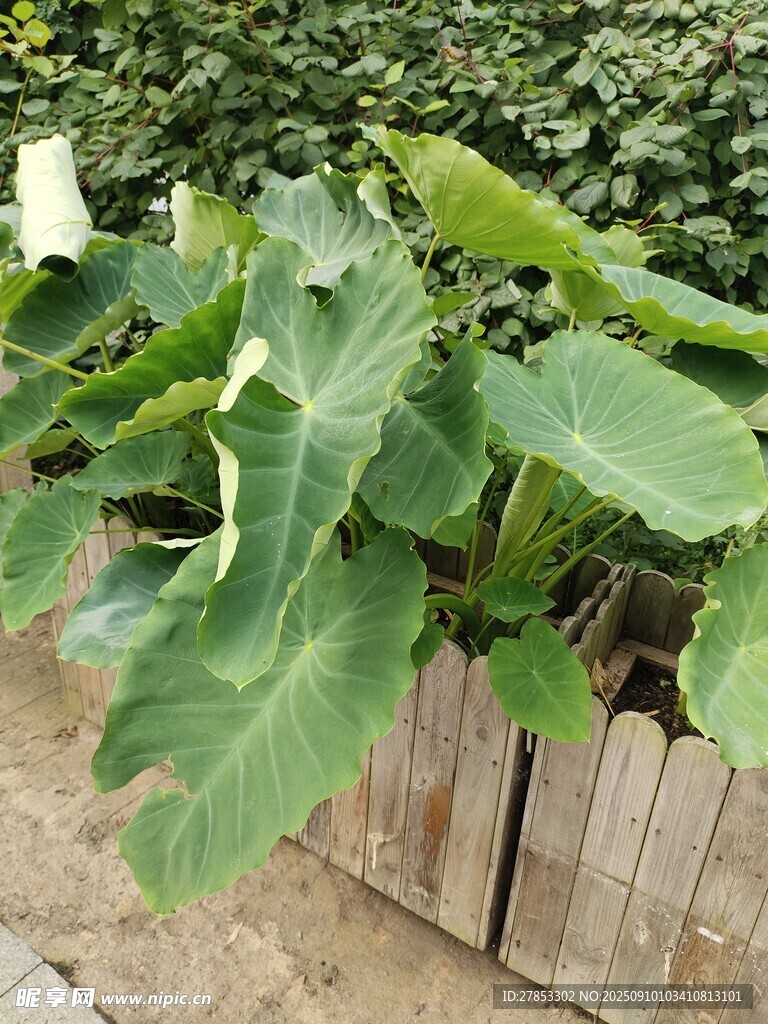 木框中茂盛的大株綠植