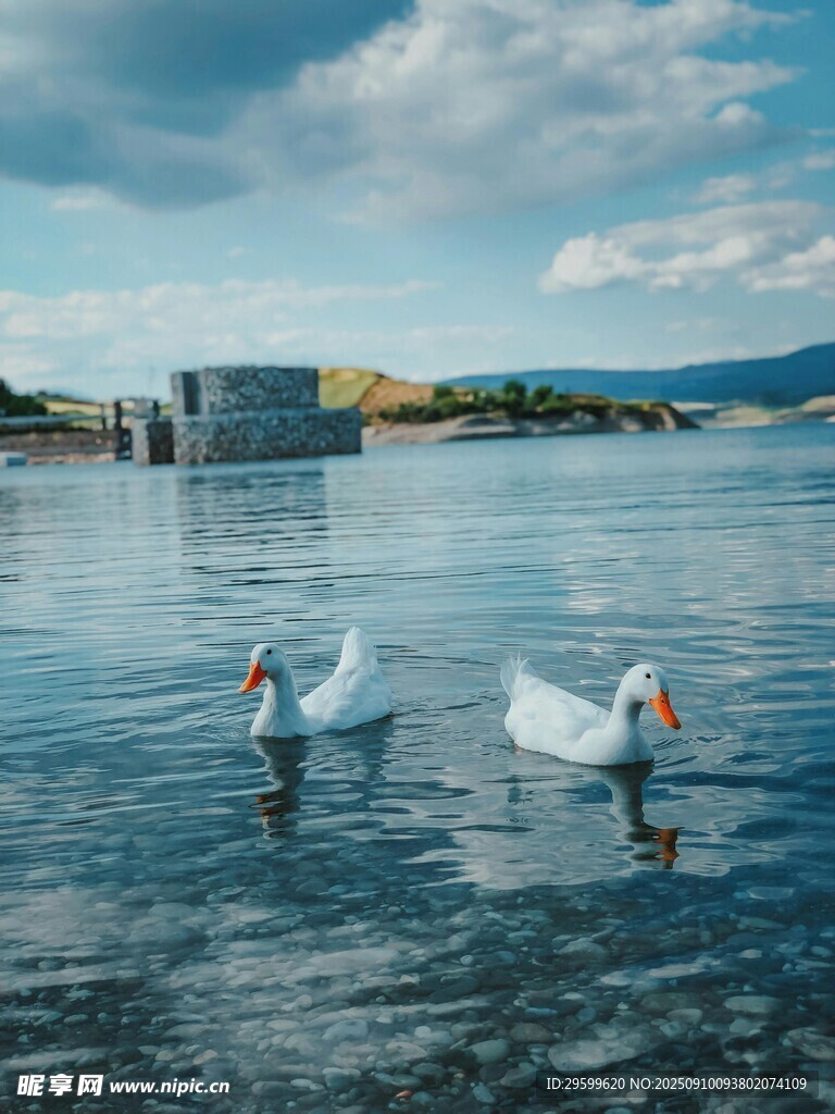 湖面上的優(yōu)雅白鵝