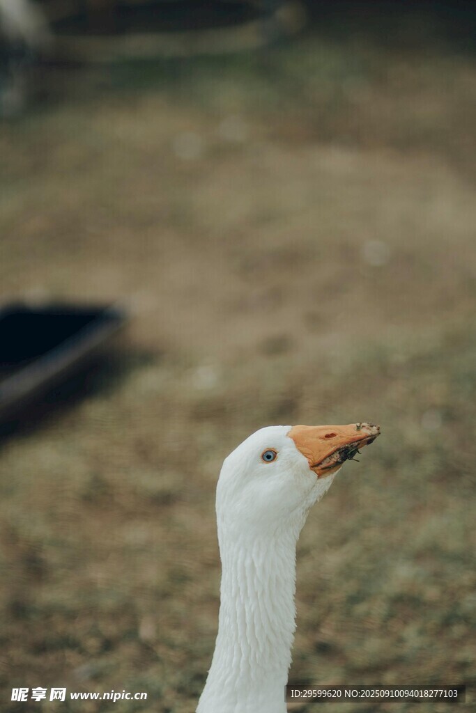 仰頭白鵝