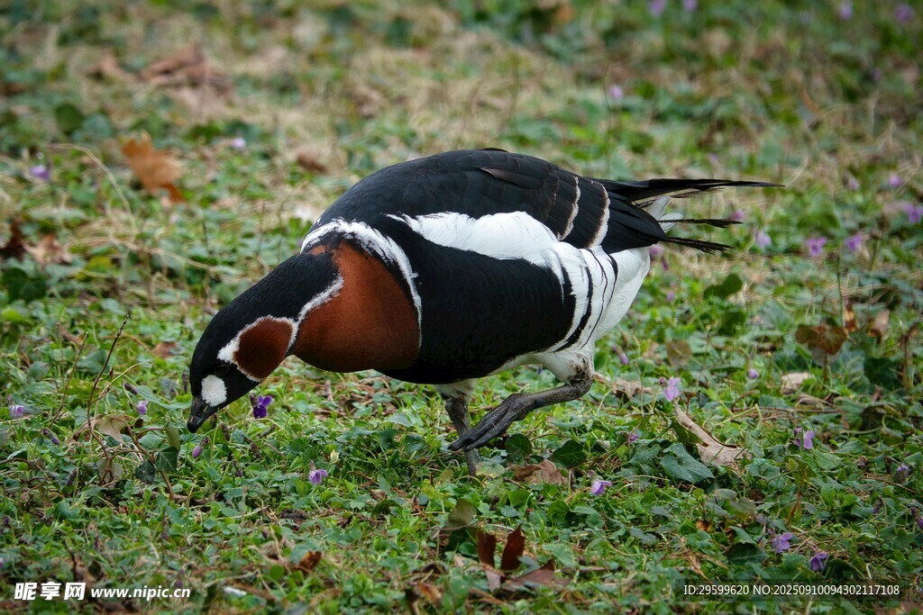 草地上覓食的多彩鳥兒