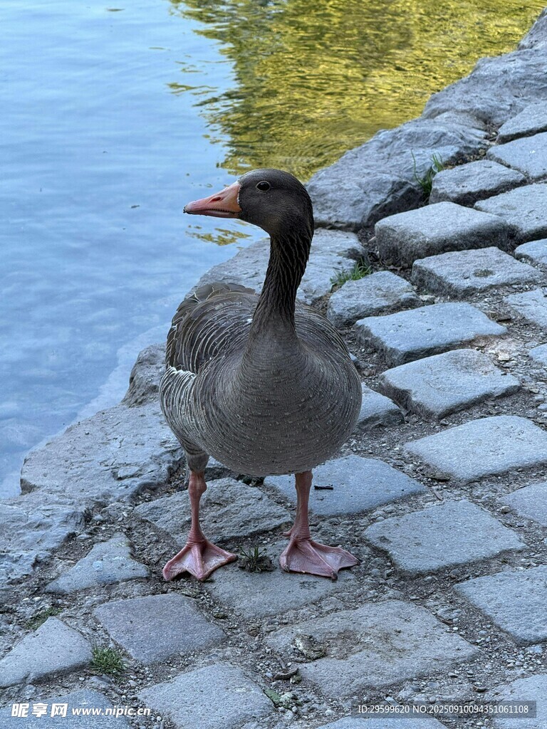 石板路上的灰鵝