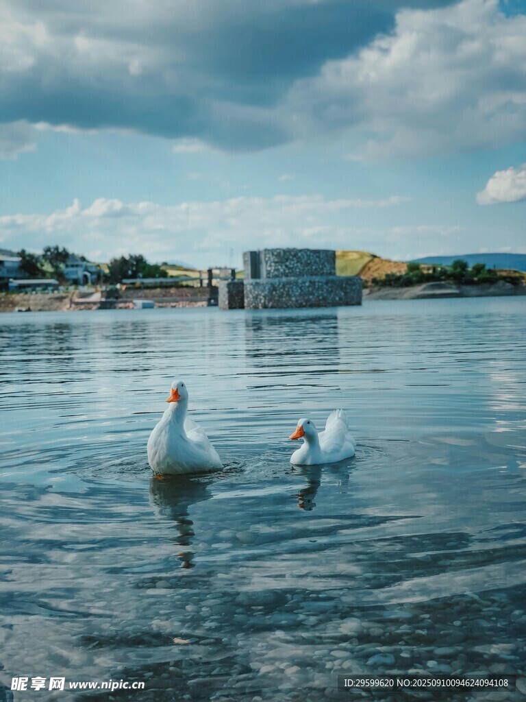 湖畔雙天鵝悠然戲水