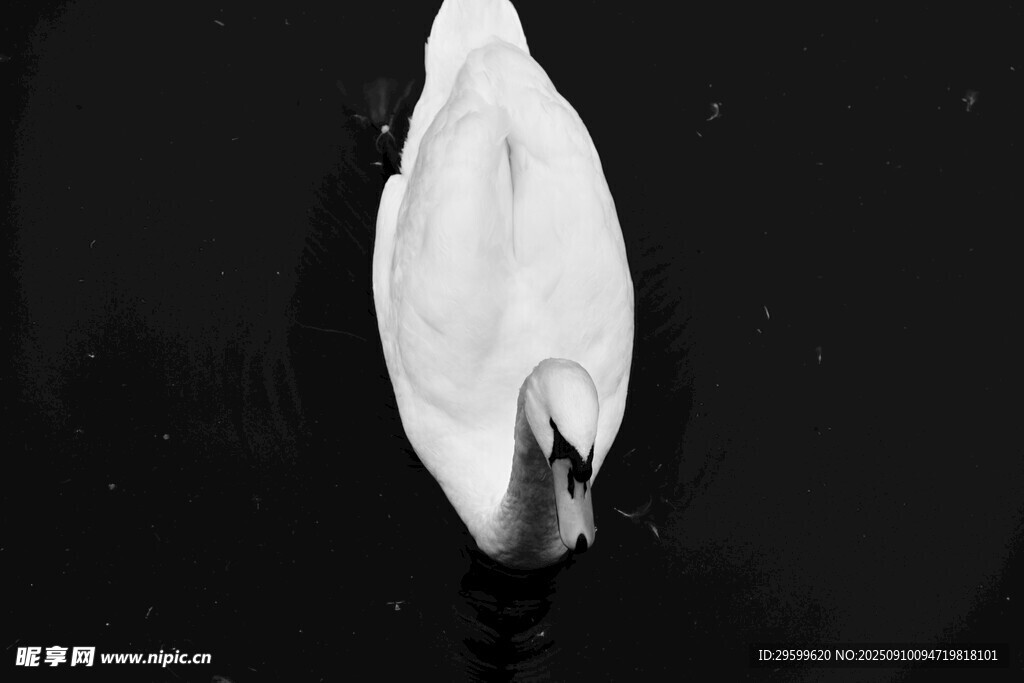 孤獨白鳥于暗夜中佇立