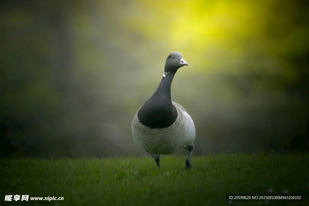 草地上的優(yōu)雅灰頸鳥(niǎo)