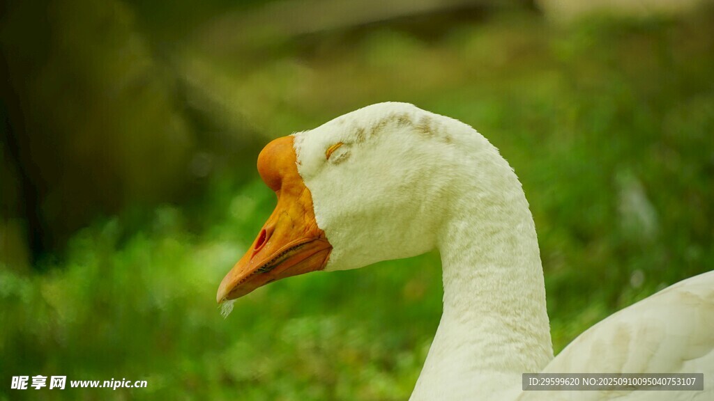 白鵝特寫