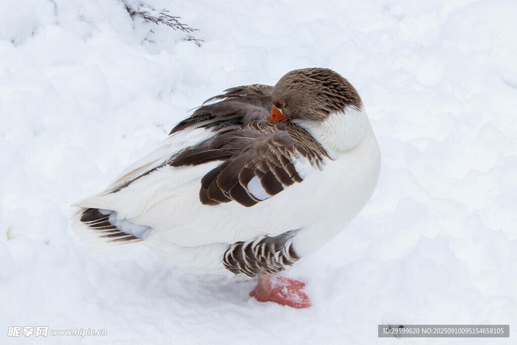 雪地中站立的棕色白色小鳥(niǎo)