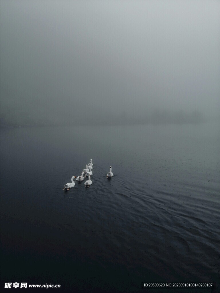 霧中湖面的優(yōu)雅天鵝