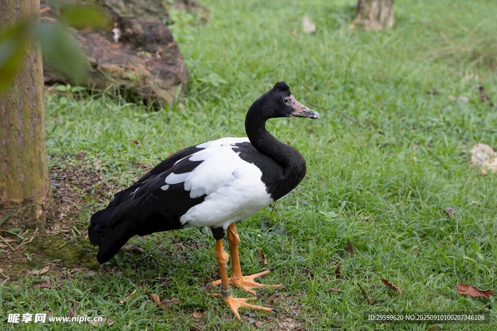 黑白水鳥(niǎo)立于綠草地上