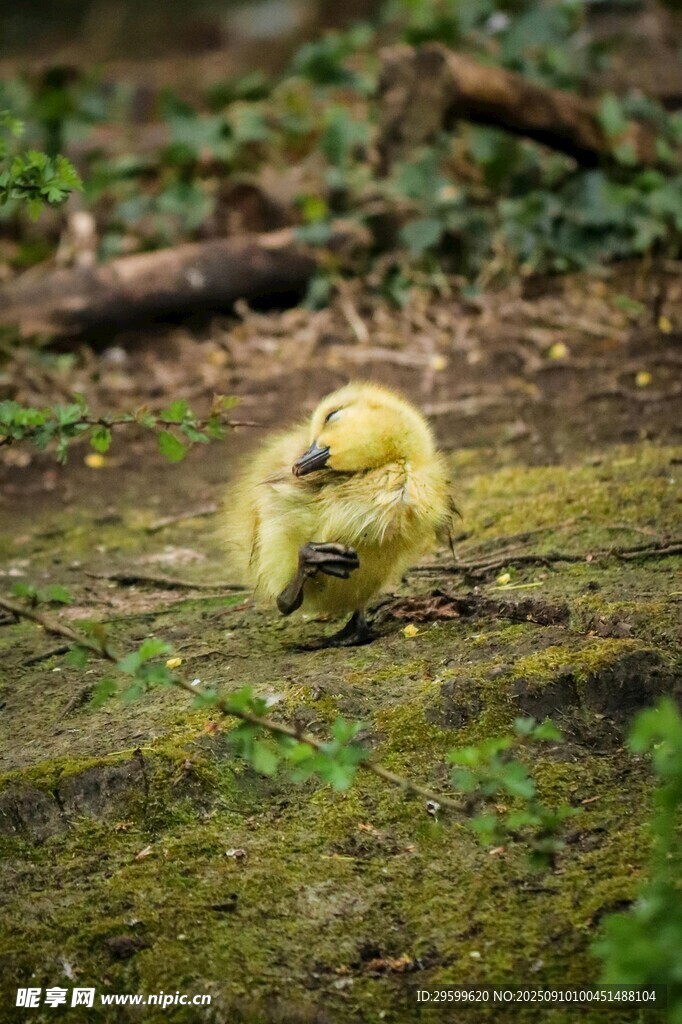 草地上的小黃鴨