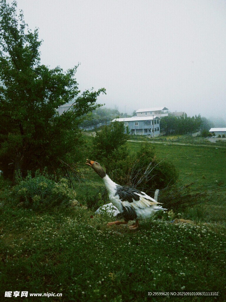 草地上的白鷺與綠植景觀