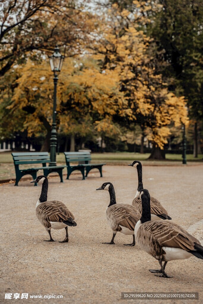 公園中漫步的幾只大雁