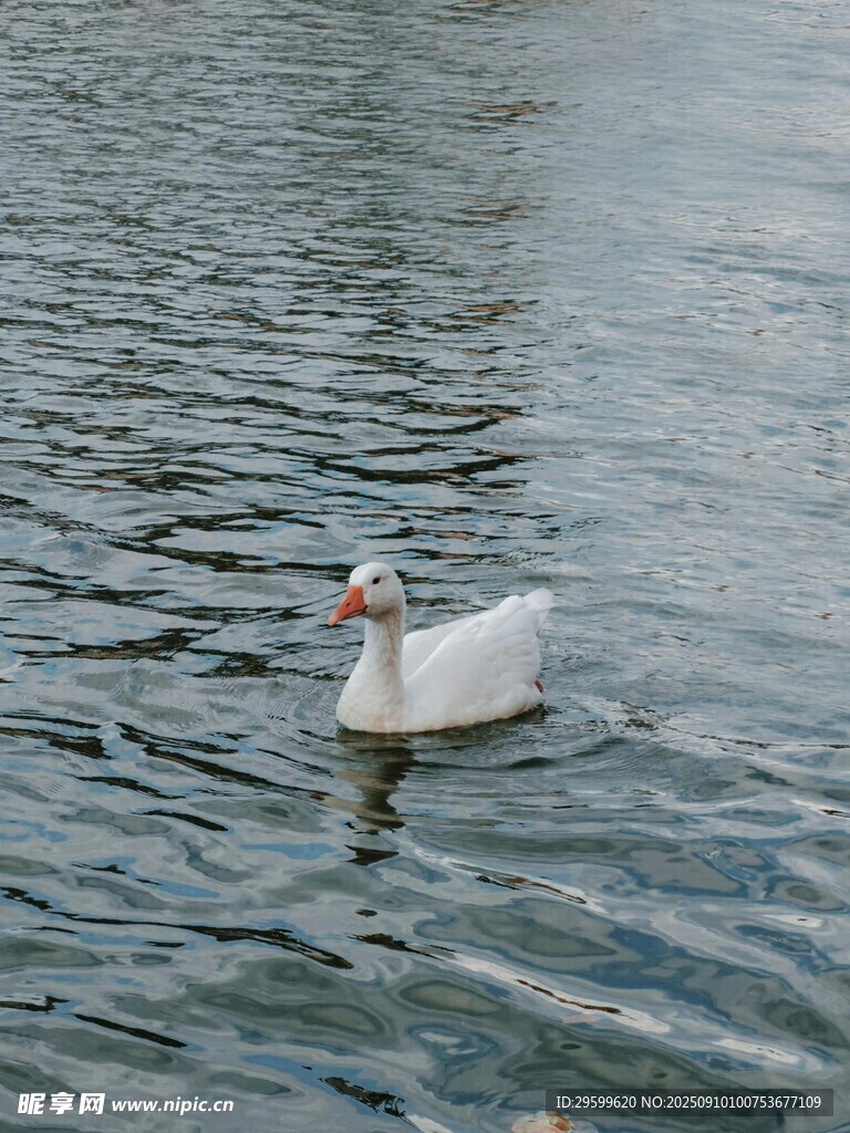 水中悠游的白鵝
