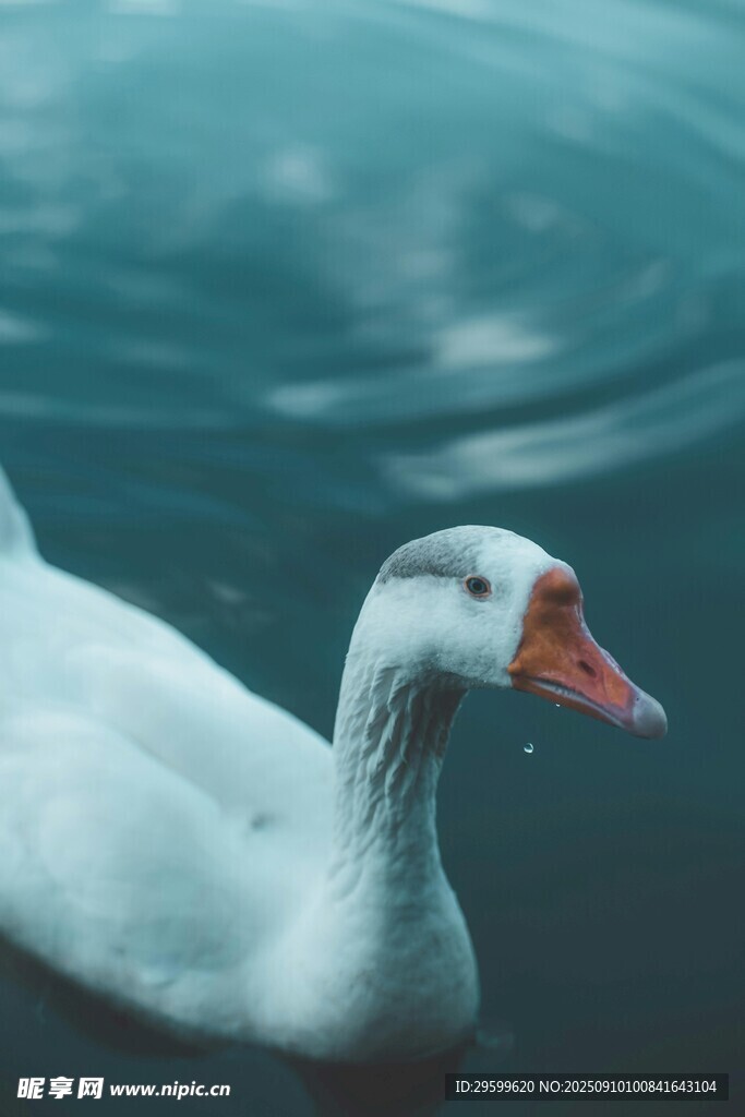 水中游弋的白色大鵝