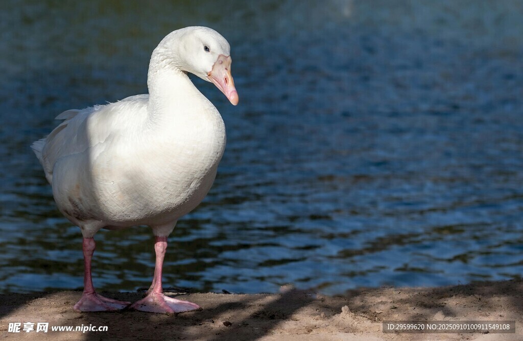 岸邊白鳥臨水而立