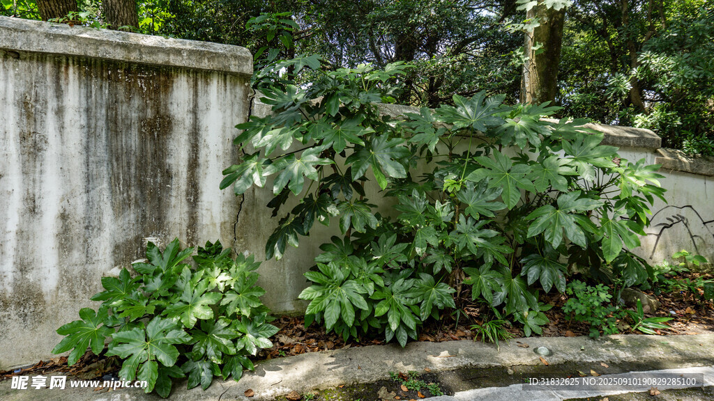 墻邊綠植景觀