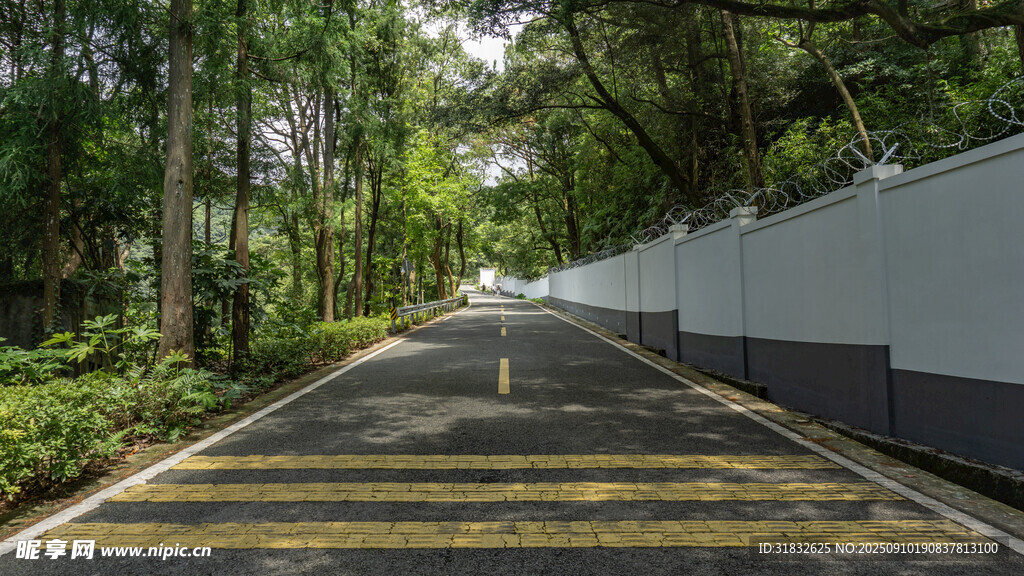 林間黃線鋪就的靜謐道路