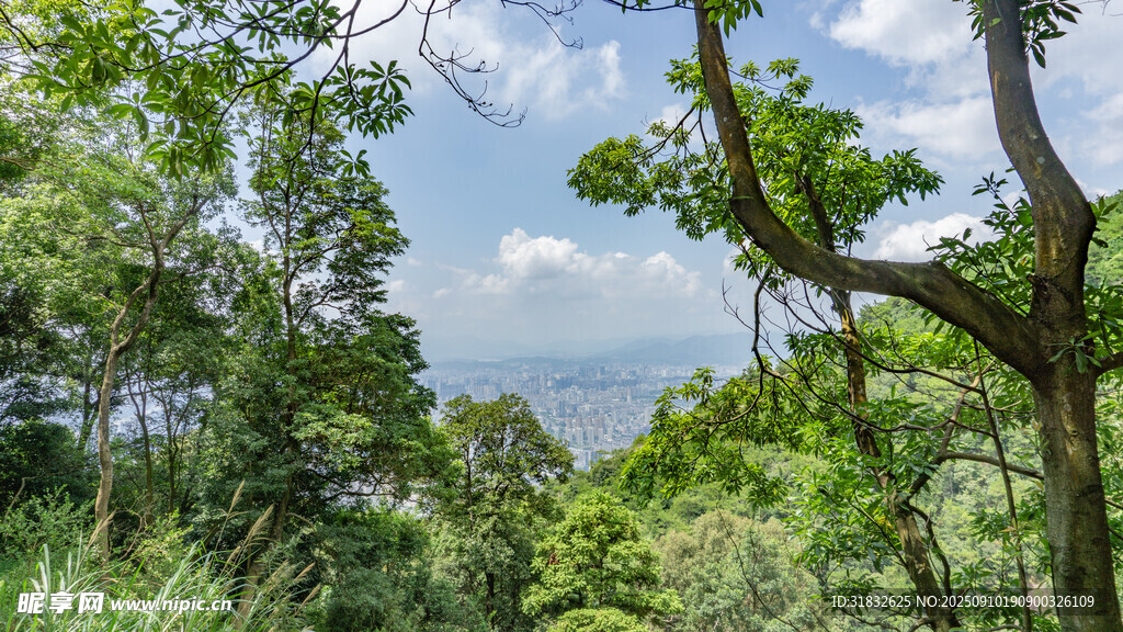 山林綠意盎然的自然景致