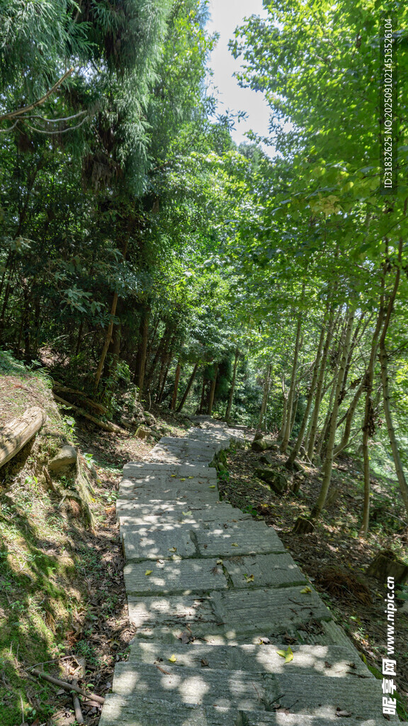 林間石板小徑 靜謐自然景