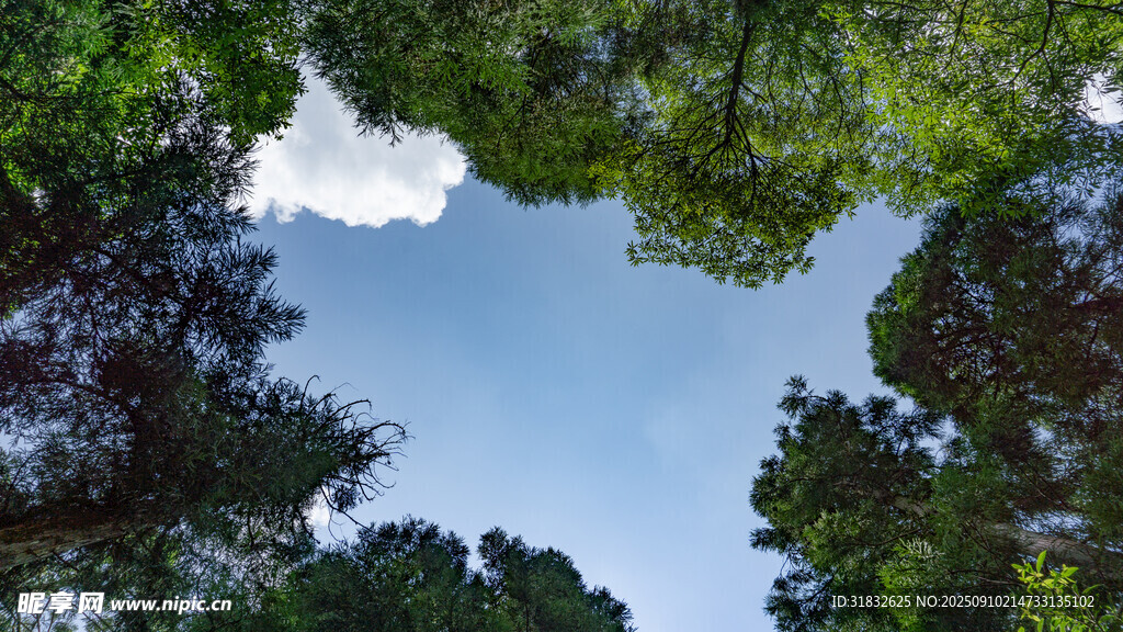 仰望林間天空