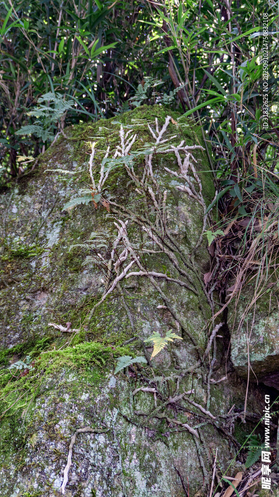 長滿青苔的嶙峋巖石
