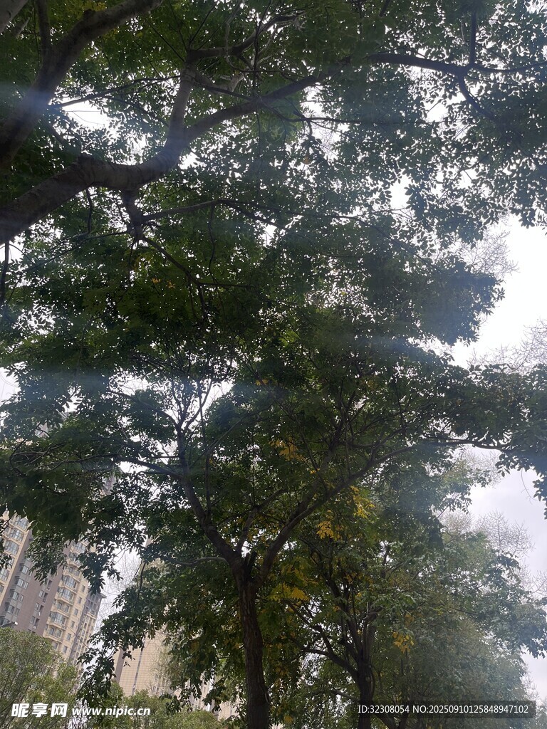 仰視繁茂枝葉與天空