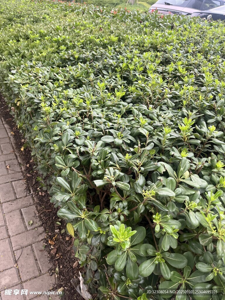 整齊排列的綠色植物