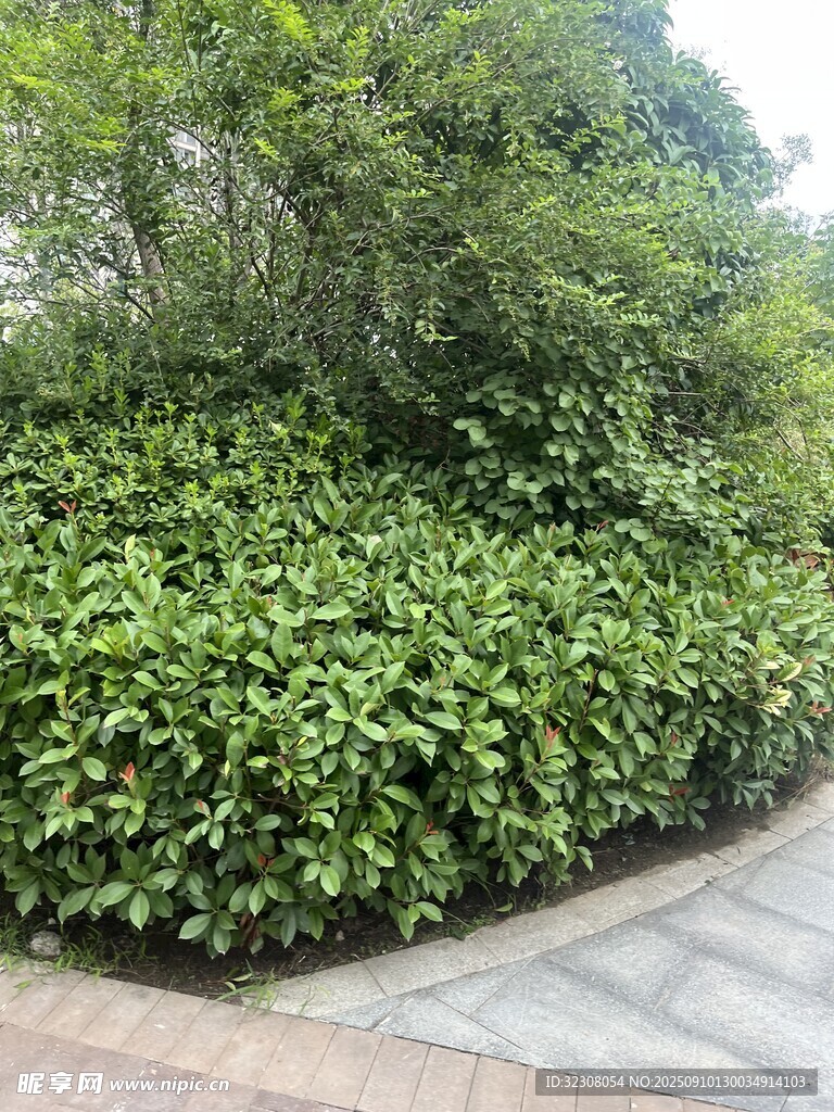路邊繁茂綠植景觀