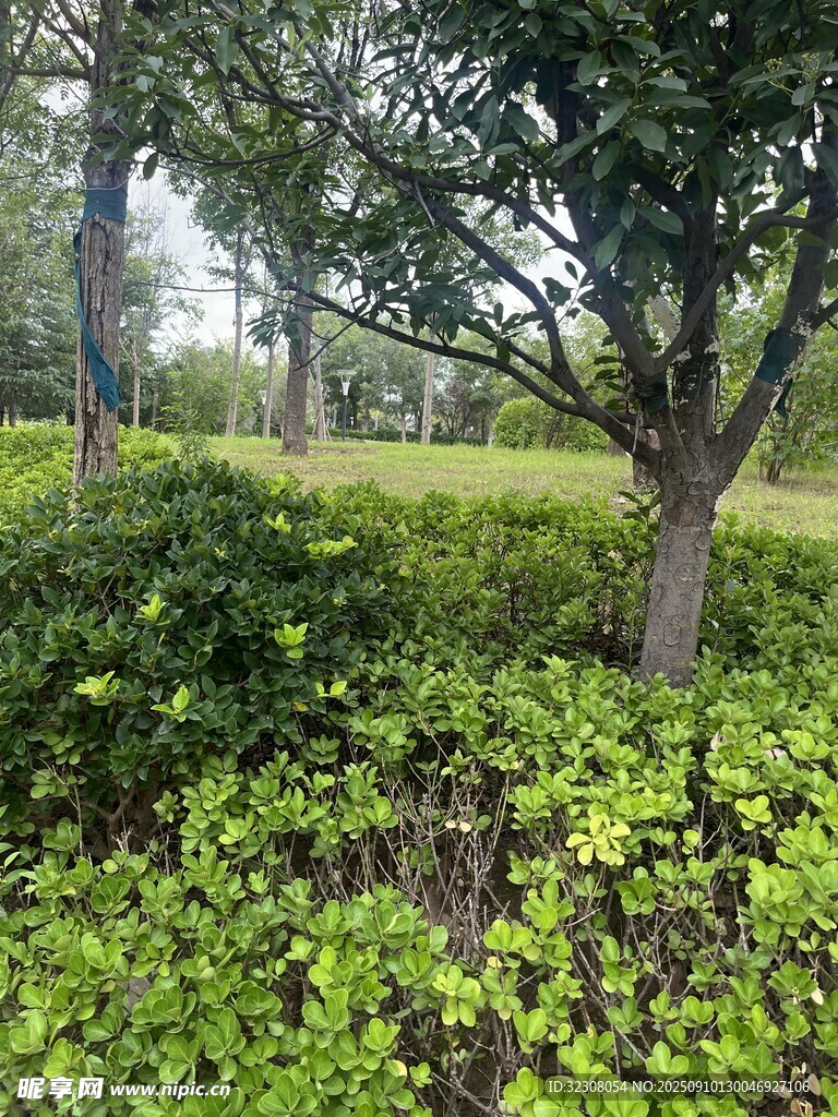 綠意盎然的戶(hù)外植物景觀