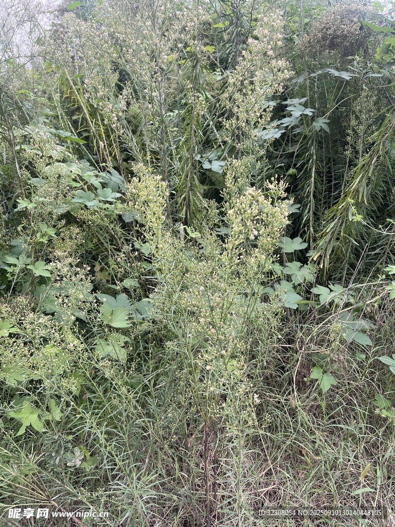 野外繁茂的綠色植物景觀