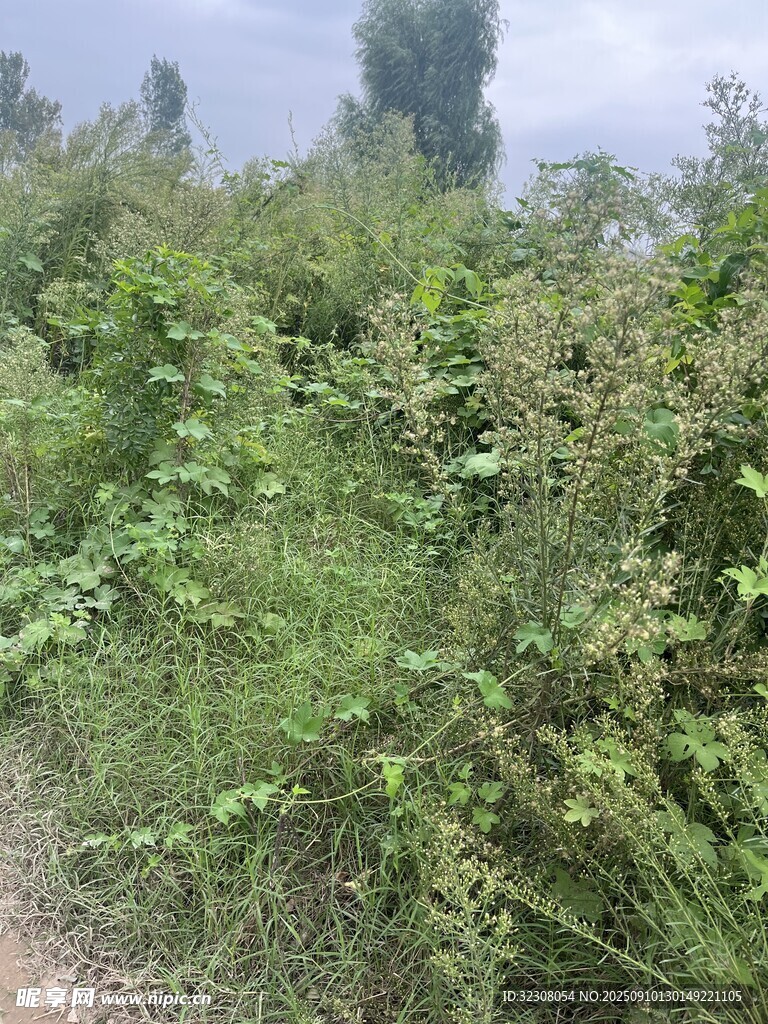 野外繁茂的綠色植物景觀