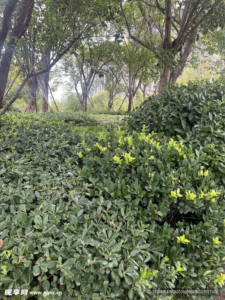 林間繁茂綠植與黃色小花