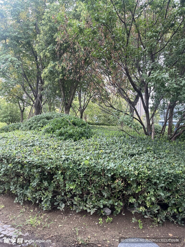 綠意盎然的園林灌木叢