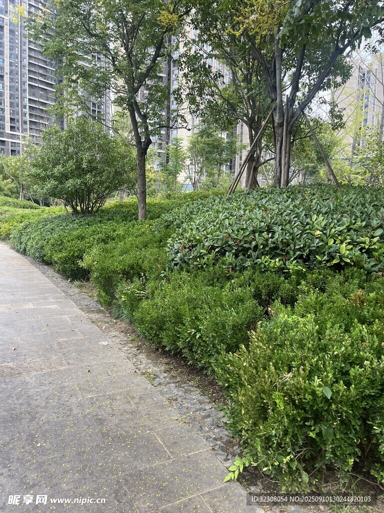 城市林蔭小道綠植景觀