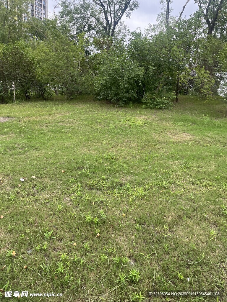 戶外開闊草地與綠植景觀
