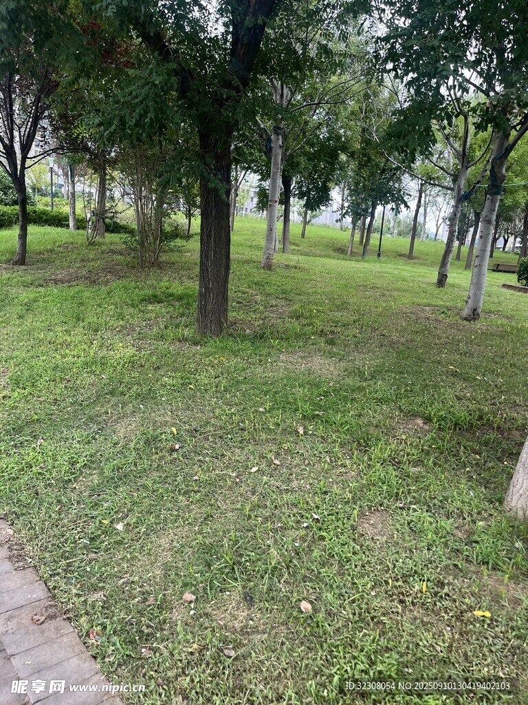 公園綠意盎然的林間草地