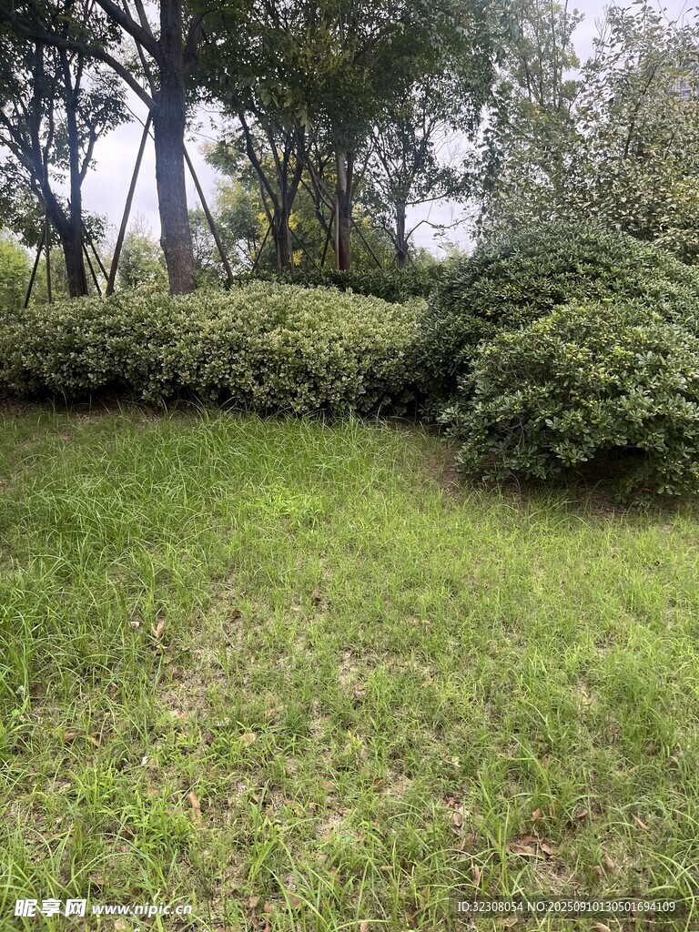 綠意盎然的戶(hù)外草地景觀