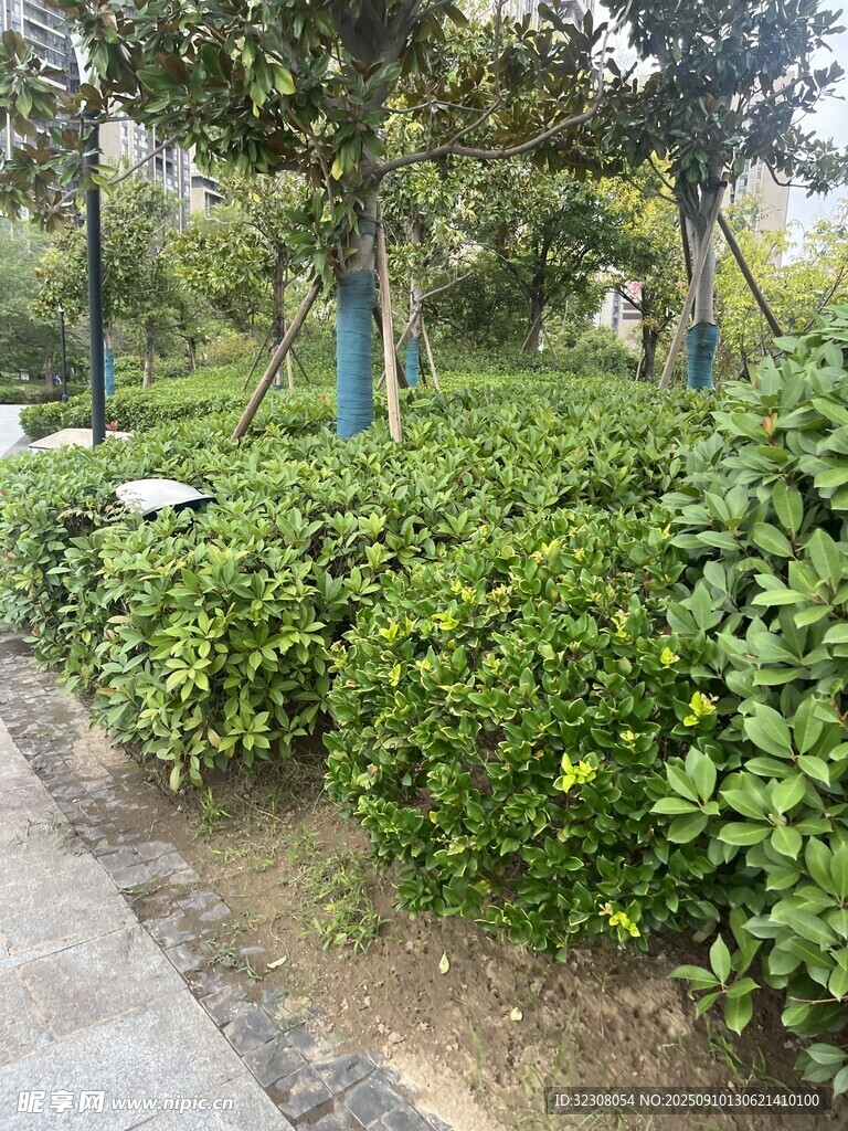 路邊綠意盎然的灌木叢