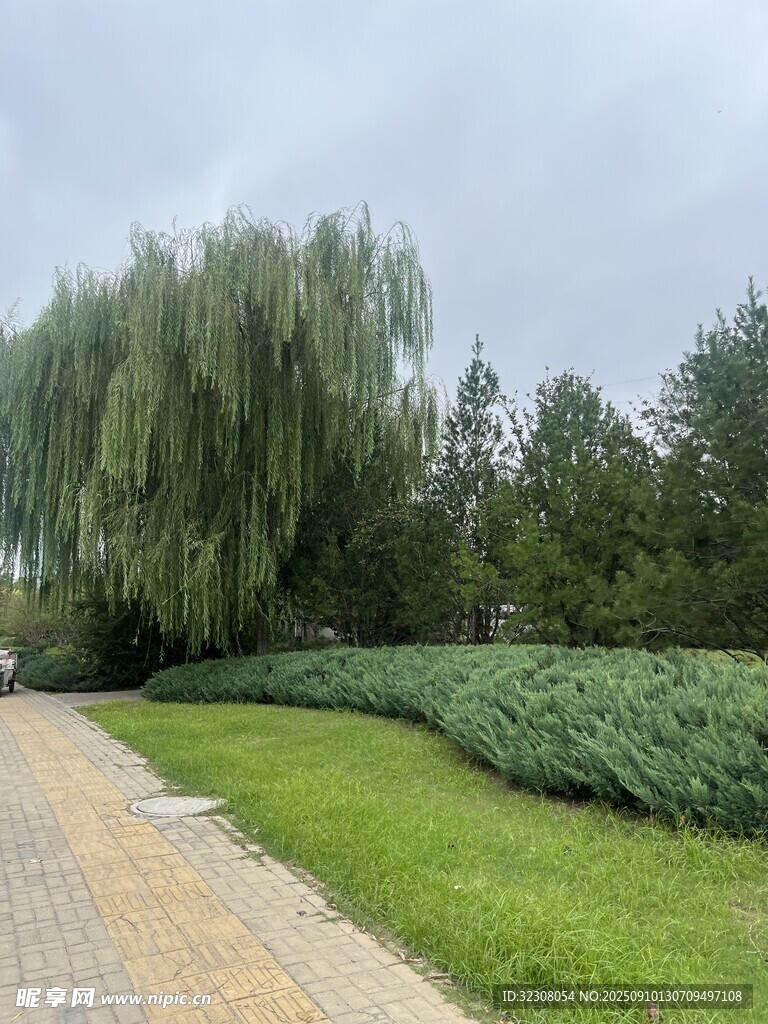 小徑旁垂柳與綠植景觀