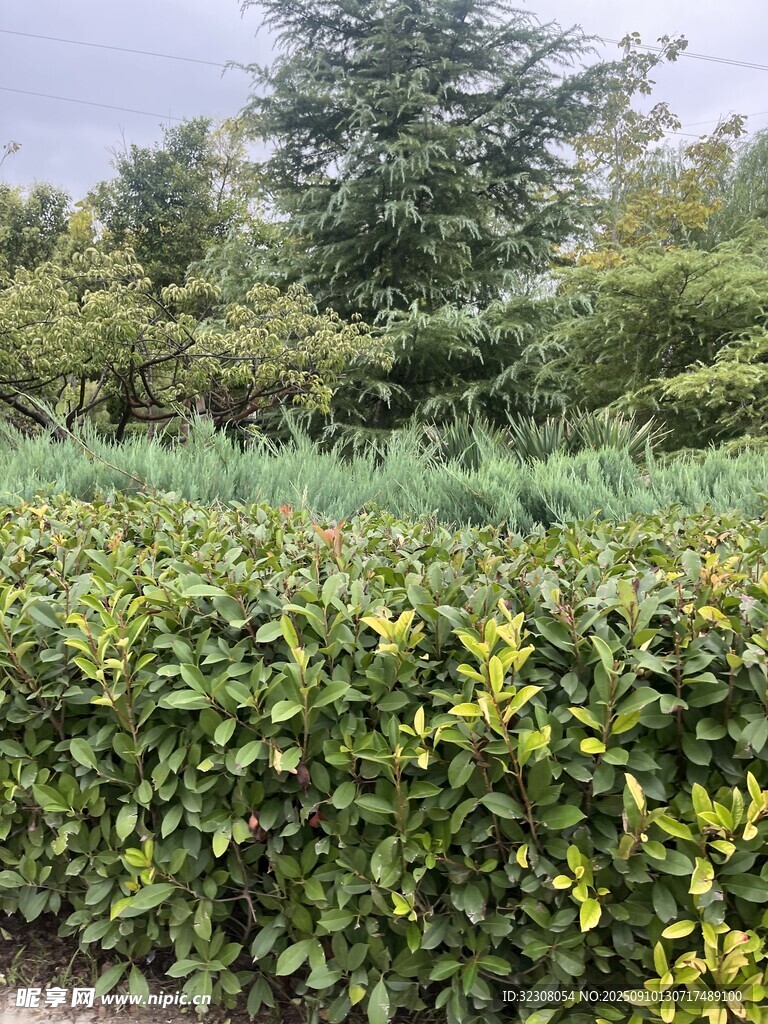 綠意盎然的灌木園林景觀