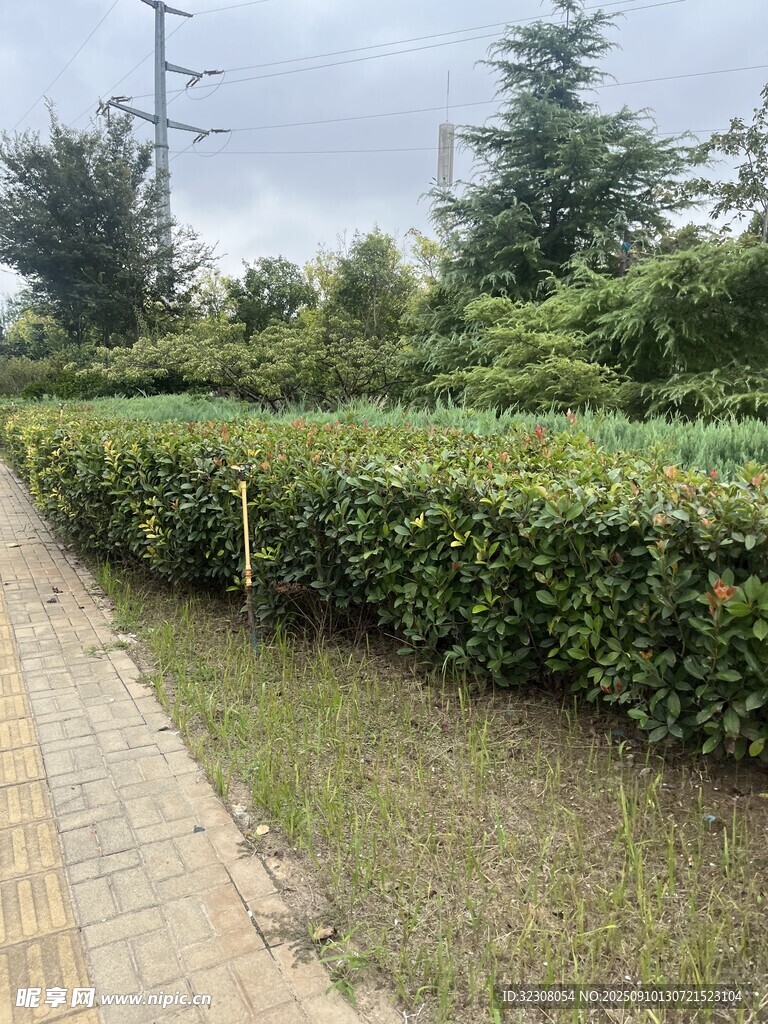 園林小徑旁的整齊綠植