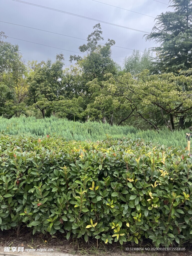 綠意盎然的灌木叢景觀
