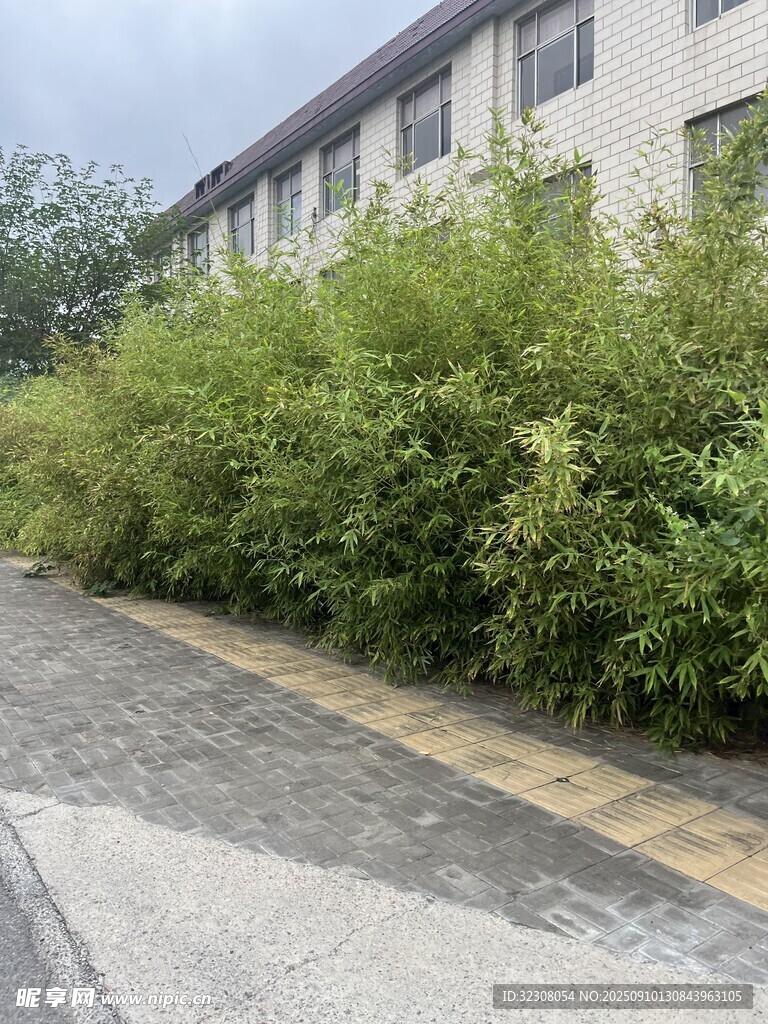 路邊繁茂綠植景觀