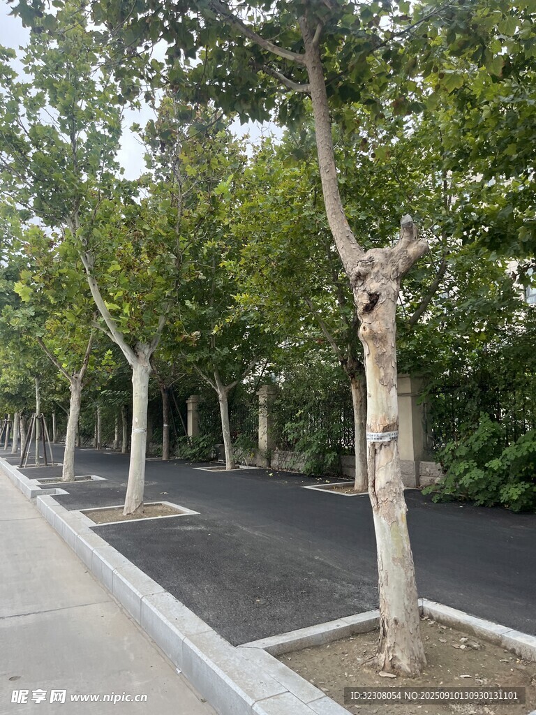 街道旁整齊排列的行道樹(shù)